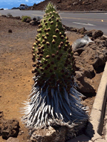 silversword2